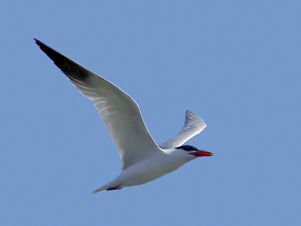 Räyskä, Caspian Tern, Hydroprogne caspia